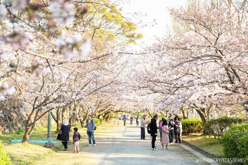 Sakura (Cherry) Trees in Maizuru Park, Hakata, Japan